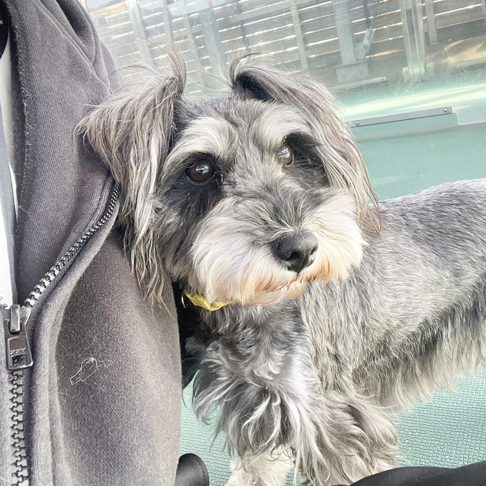 生徒が撮影したモデル犬♪②